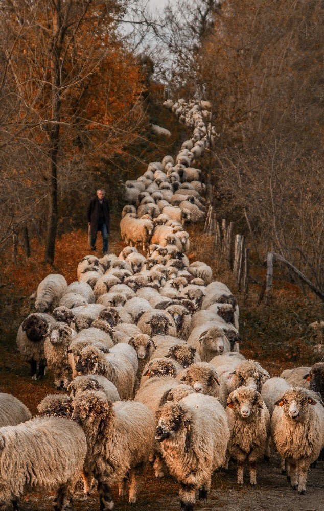 Doğu Karadeniz'in Yaylalardan dönüş başladı