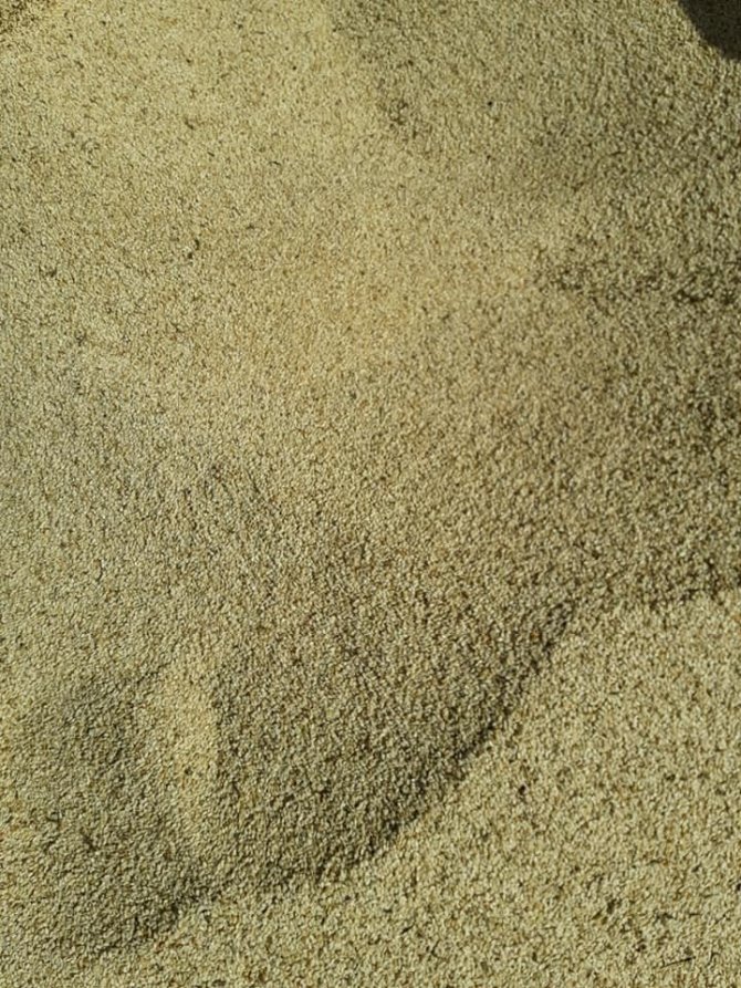 Aydın Sultanhisar ilçesinde susam hasadı erken başladı