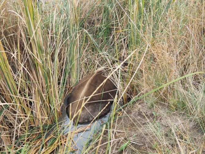 Çankırı Aşağıpelitözü köyünde AFAD’dan inek kurtarma operasyonu