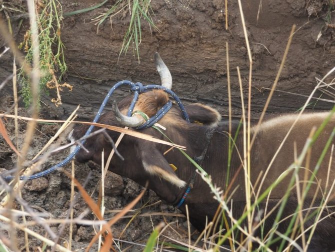 Çankırı Aşağıpelitözü köyünde AFAD’dan inek kurtarma operasyonu