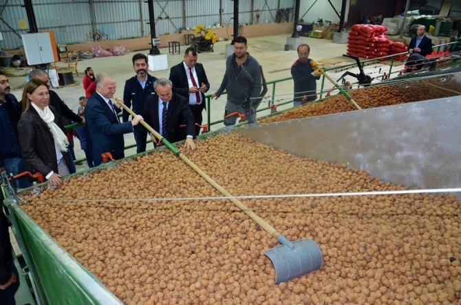 Ceviz bahçeleri incelendi