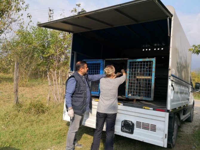 Akyazı Belediyesi sokak hayvanlarının yanında - Akyazı haberleri