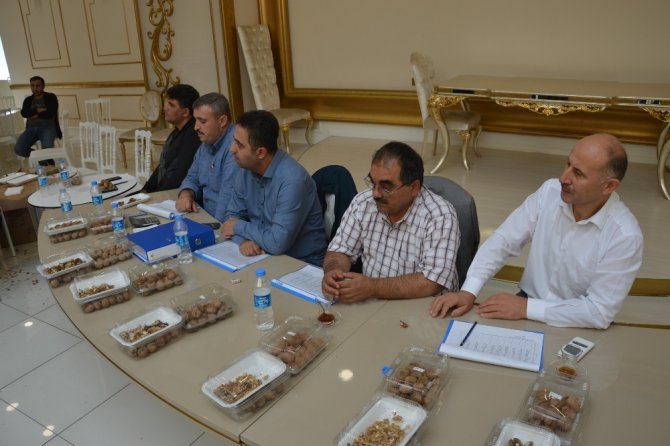 Tokat'ın Niksar ilçesinde ’Altın Ceviz’ seçmeleri yapıldı