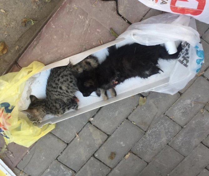Başkent’te vahşet, iki kediyi ayaklarını keserek öldürdüler
