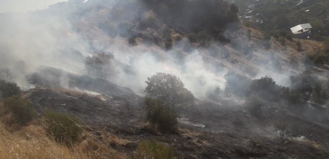 Aydın’da arazi yangını, onlarca zeytin ağacı cayır cayır yandı.