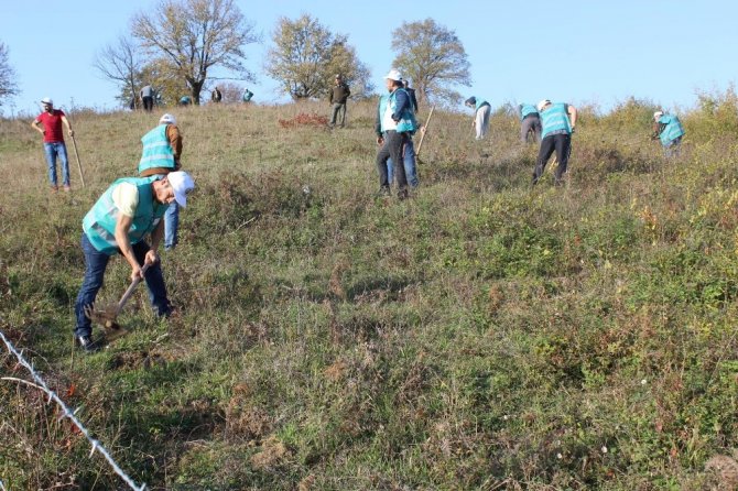 Akçalı Köyü kırsalında Fidanlar toprakla buluştu