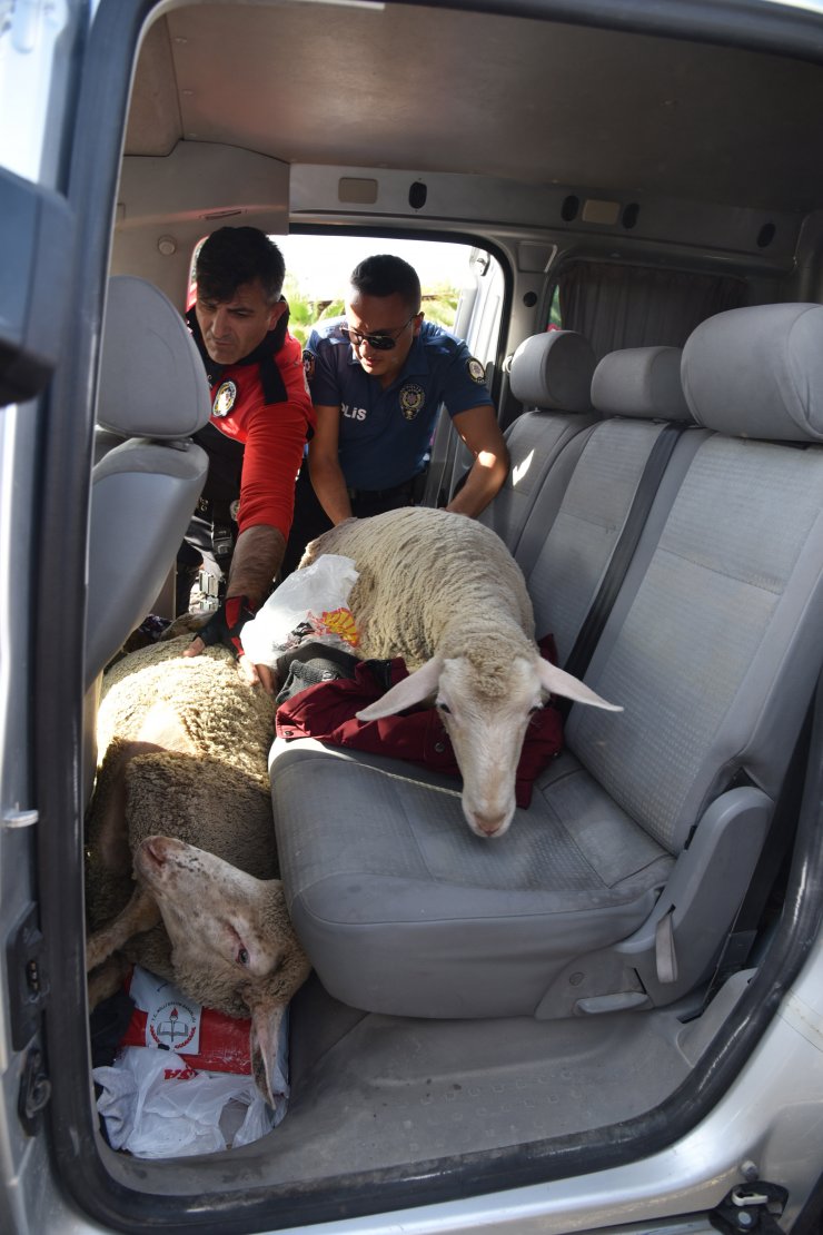 Antalya'da 5 koyunu çalan 5 kişi mahkemece tutuklandı.