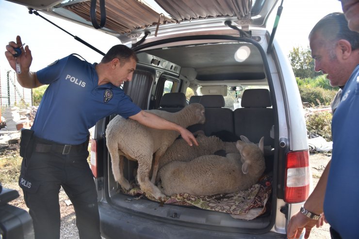 Antalya'da 5 koyunu çalan 5 kişi mahkemece tutuklandı.