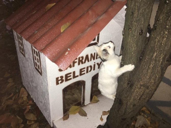 Safranbolu Belediyesi mahalleye "Kedi Evleri" yerleştiriliyor