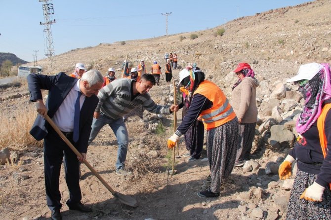 İncesu Belediyesi ve ÇEVKOR işbirliğiyle ağaçlandırma çalışmaları devam ediyor