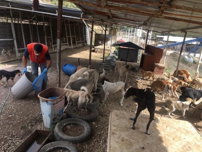 Kütahya'nın Simav ilçesinde Sokak hayvanlarına şefkat eli