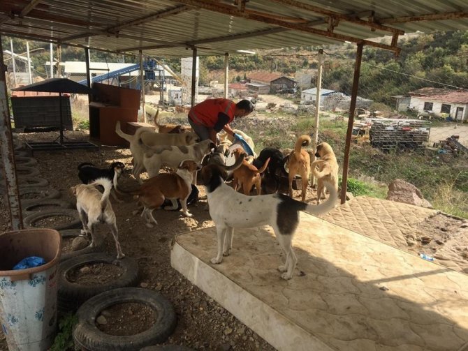 Kütahya'nın Simav ilçesinde Sokak hayvanlarına şefkat eli