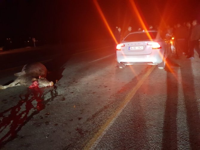 Bingöl'ün Genç ilçesinde Otomobil ineğe çarptı: 1 yaralı