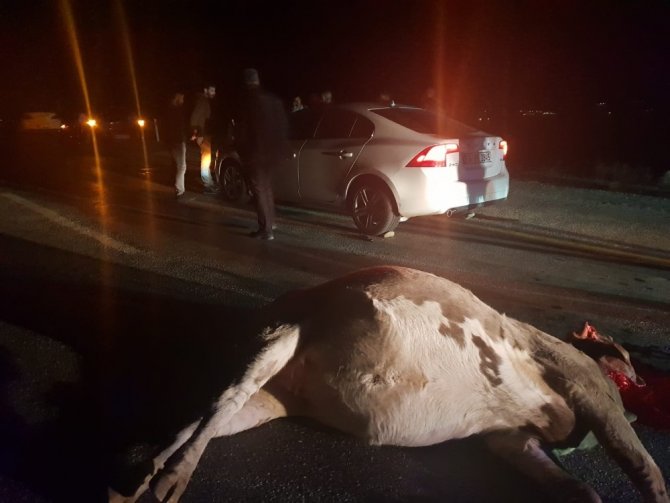 Bingöl'ün Genç ilçesinde Otomobil ineğe çarptı: 1 yaralı