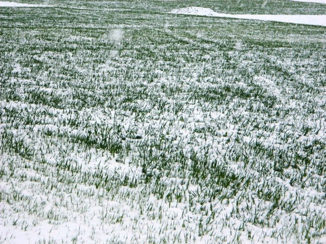 Meteoroloji İşleri Genel Müdürlüğünce Aydın’a zirai don uyarısı yapıldı