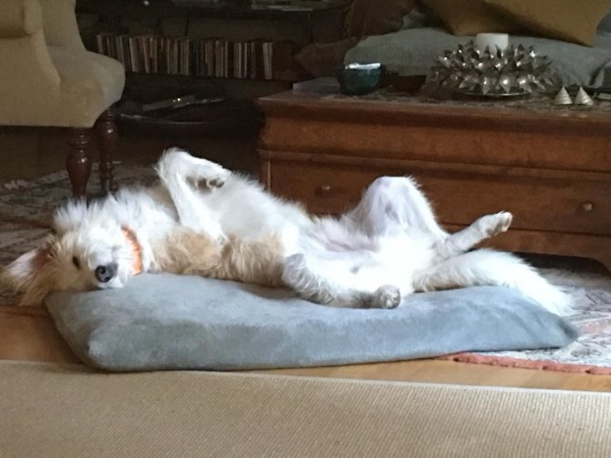 Vahşetin böylesi sokak köpeğinin başında 7 saçma bulundu