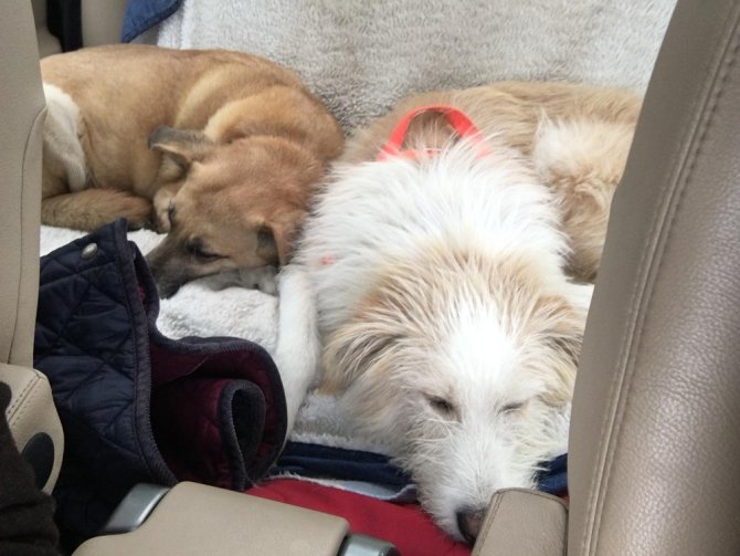 Vahşetin böylesi sokak köpeğinin başında 7 saçma bulundu