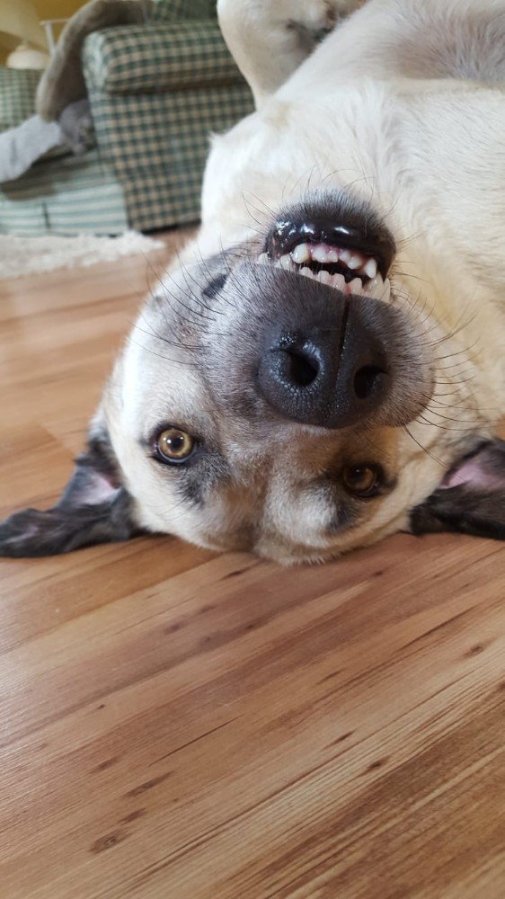 Vahşetin böylesi sokak köpeğinin başında 7 saçma bulundu