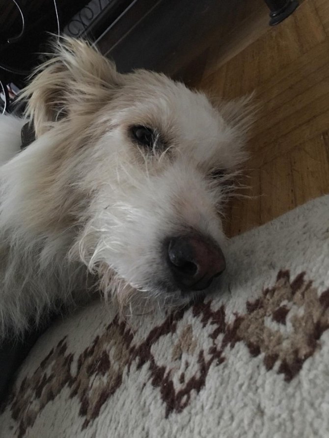 Vahşetin böylesi sokak köpeğinin başında 7 saçma bulundu