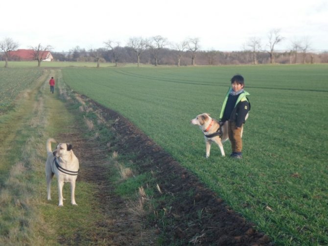 Vahşetin böylesi sokak köpeğinin başında 7 saçma bulundu