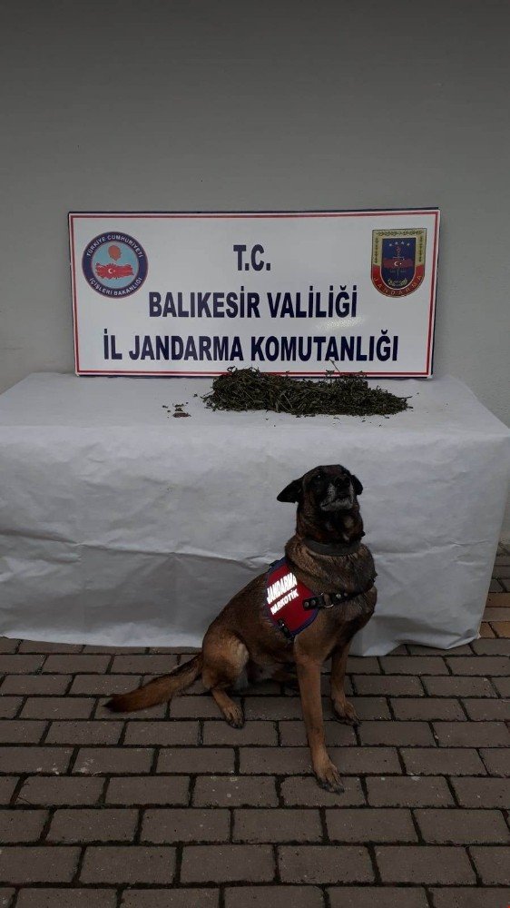 Balıkesir İl Jandarma Komutanlığınca Gönen’de uyuşturucu operasyonu yapıldı