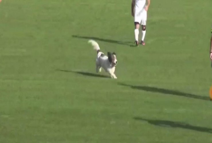 Bartın'da bölgesel amatör lig maçında sahaya giren bir köpek nedeniyle maç durdu