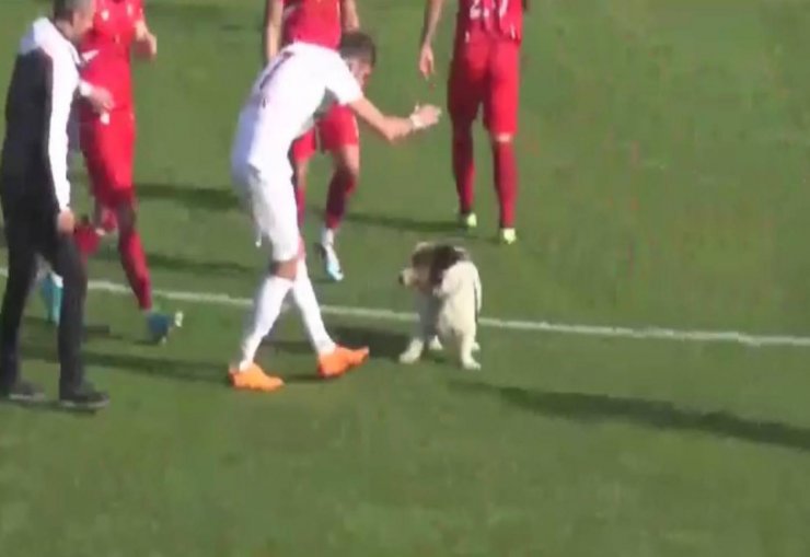 Bartın'da bölgesel amatör lig maçında sahaya giren bir köpek nedeniyle maç durdu