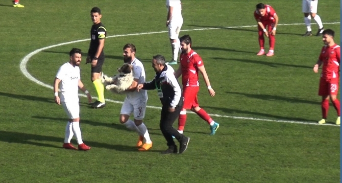 Sahaya giren köpek maçın durmasına neden oldu