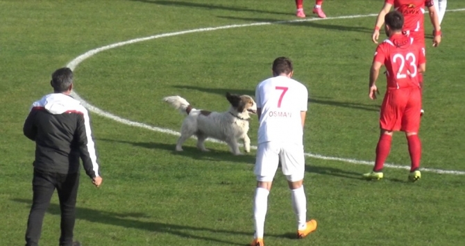 Sahaya giren köpek maçın durmasına neden oldu