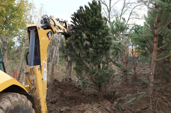 Metro proje alanındaki ağaçlar özenle taşınıyor