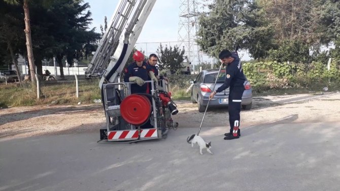 Adana Büyükşehir Belediyesi'ne bağlı itfaiye ekipleri "Ağaçta mahsur kalan kediyi itfaiye kurtardı"