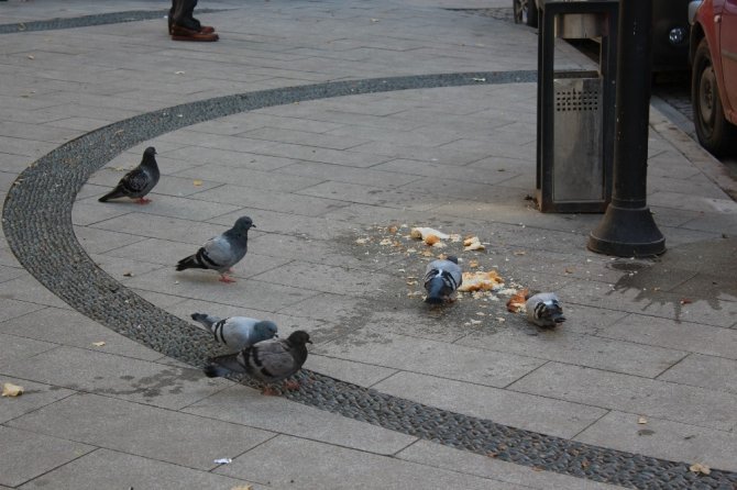 Hayvan sevgisi adına bırakılan yiyecekler çevre kirliliğine neden oluyor