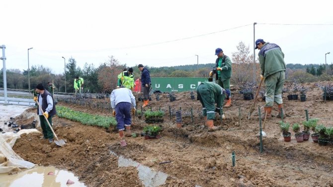 Kocaeli Büyükşehir Belediyesi tarafında Çayırova kavşağı yeşillendiriliyor