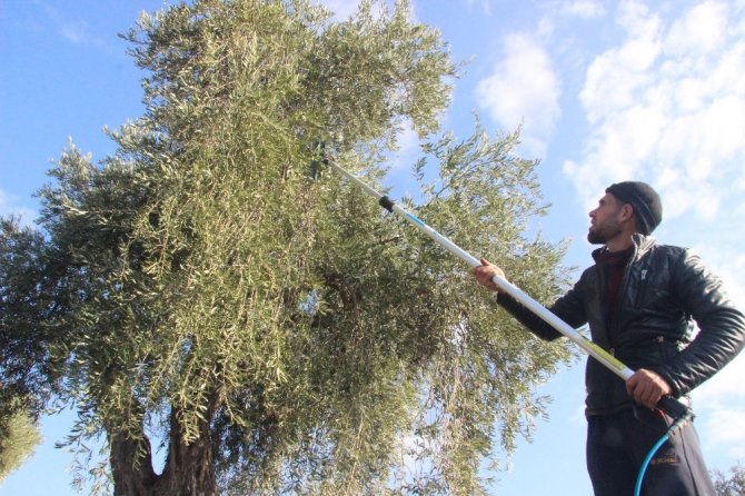 Türkiye'de önemli bir zeytincilik merkezi olan Kilis'te Zeytin hasadına yağmur engeli