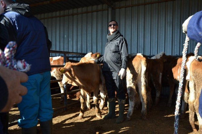 34 çiftçiye 5'er düve olmak üzere toplam 170 düve kura çekilerek törenle dağıtıldı