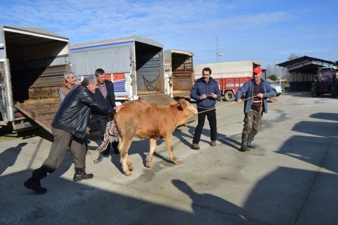 34 çiftçiye 5'er düve olmak üzere toplam 170 düve kura çekilerek törenle dağıtıldı