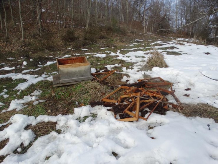 KÜTAHYA'nın Domaniç ilçesine bağlı Safa köyünde Köylüler ayı nöbetinde