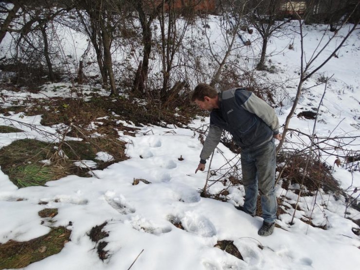 KÜTAHYA'nın Domaniç ilçesine bağlı Safa köyünde Köylüler ayı nöbetinde