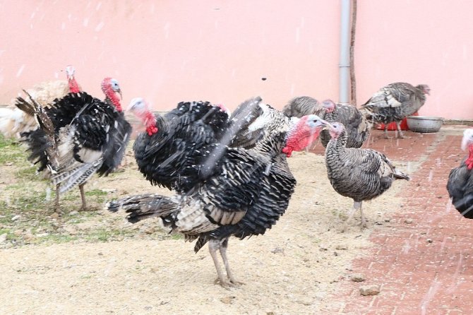 Karabük'ün Eflani ilçesinde Organik hindiye yılbaşı rağbeti