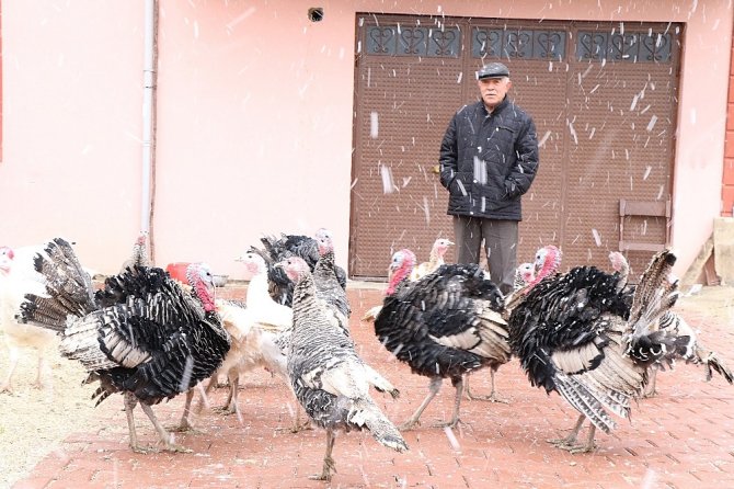 Karabük'ün Eflani ilçesinde Organik hindiye yılbaşı rağbeti