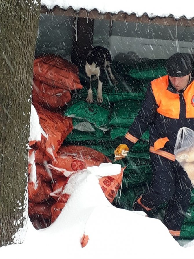 Ordu'nun Akkuş ilçesinde Karda aç kalan hayvanlar için belediye seferber oldu