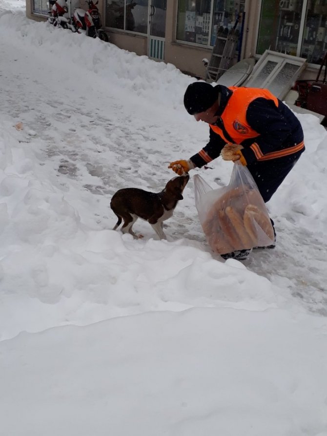Ordu'nun Akkuş ilçesinde Karda aç kalan hayvanlar için belediye seferber oldu