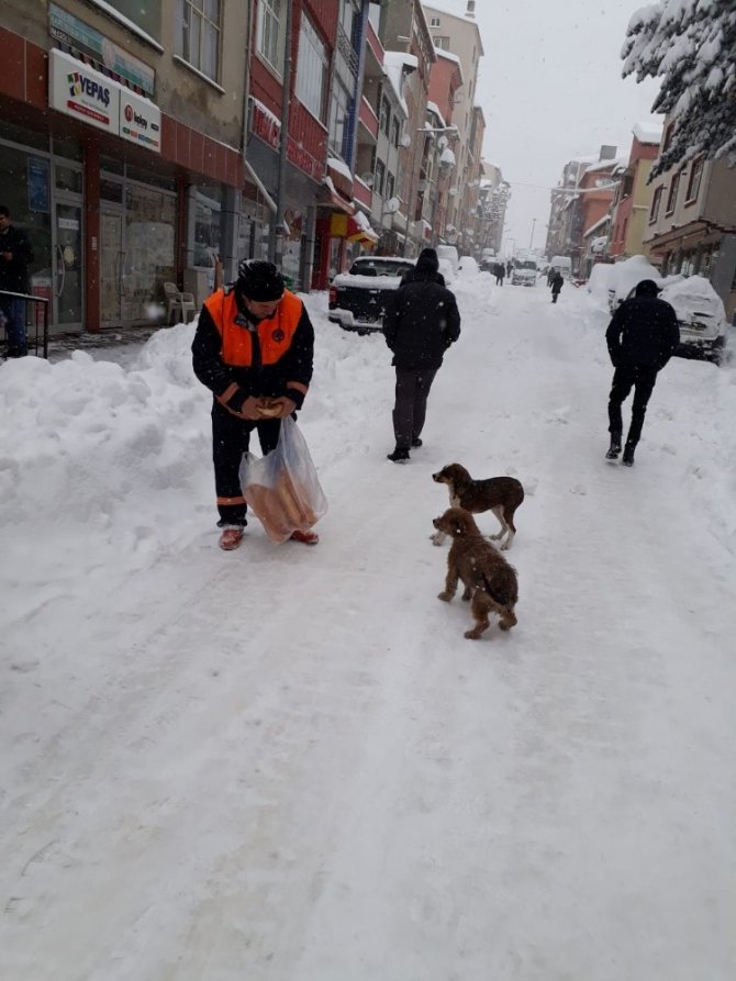 Ordu'nun Akkuş ilçesinde Karda aç kalan hayvanlar için belediye seferber oldu