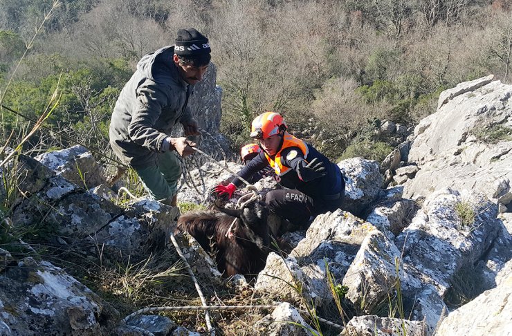 Çanakkale'nin Biga ilçesinde Kayalıklarda mahsur kalan keçileri AFAD kurtardı