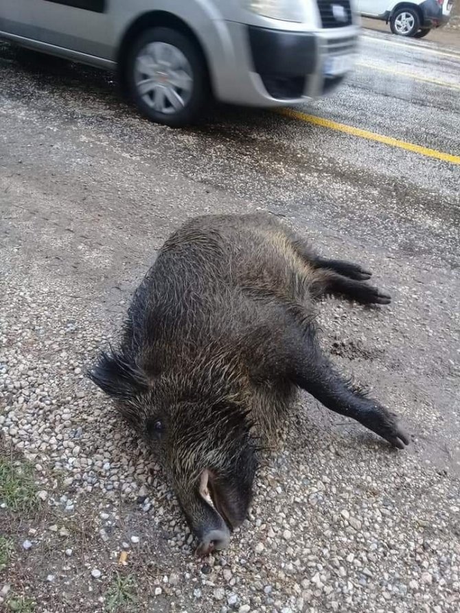 Otomobil domuza çarptı "domuz telef olurken, araçta maddi hasar meydana geldi"
