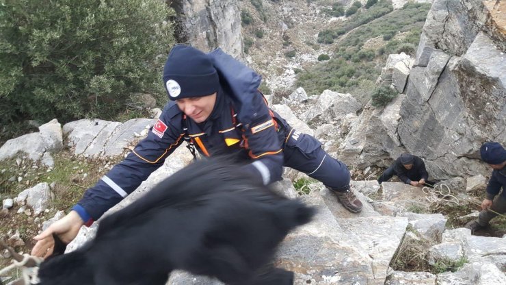 AYDIN'ın Söke ilçesinde kayalıklarda mahsur kalan keçi, AFAD ekiplerince kurtarıldı