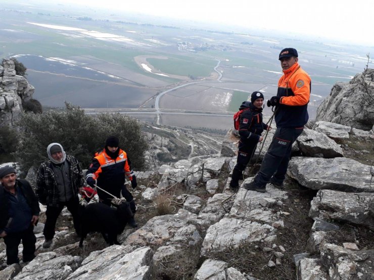 AYDIN'ın Söke ilçesinde kayalıklarda mahsur kalan keçi, AFAD ekiplerince kurtarıldı