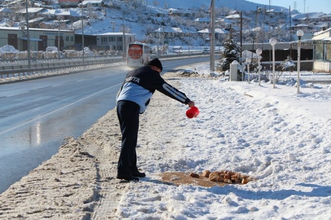 Sungurlu Belediyesi soğuk hava ve karda sokak hayvanlarını unutmadı