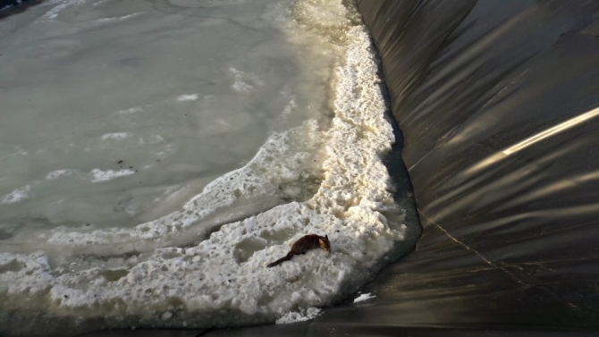 Buz tutmuş havuzda yaşam savaşı