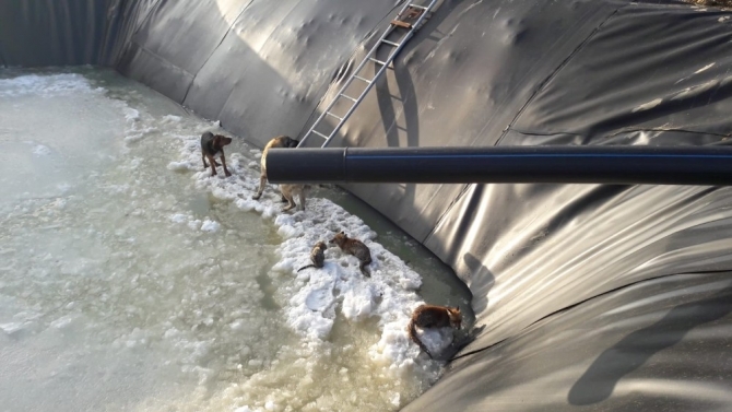 Buz tutmuş havuzda yaşam savaşı